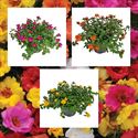 Bild von Portulaca P12 Divers